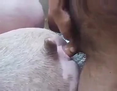 Заяц и загадка лунного света