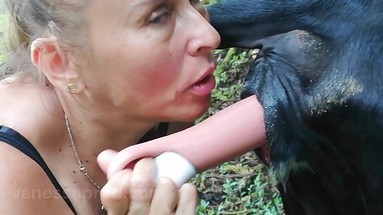 Питомцы в поисках приключений